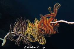 natural underwater torch by Andre Philip 